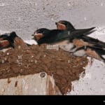 Descubre las sorpresas del Nido de Golondrina: fascinantes características